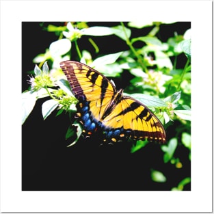 Eastern Tiger Swallowtail Posters and Art